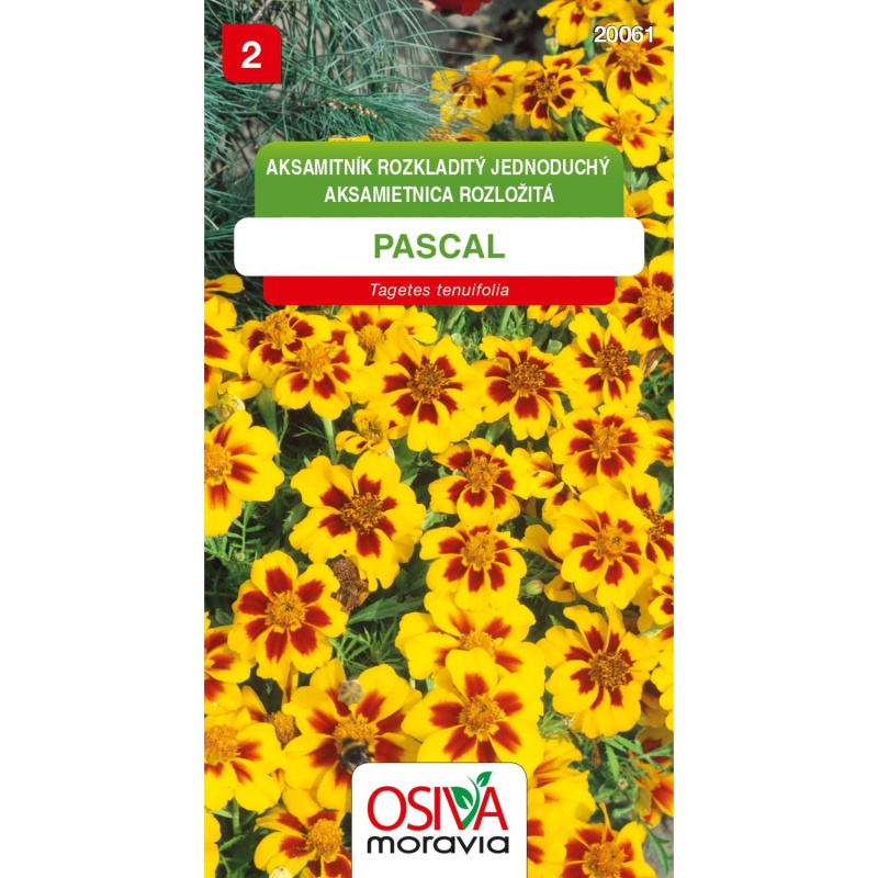 Semínka Aksamitník Rozkladitý jednod. - Pascal (Tagetes patula nana single)