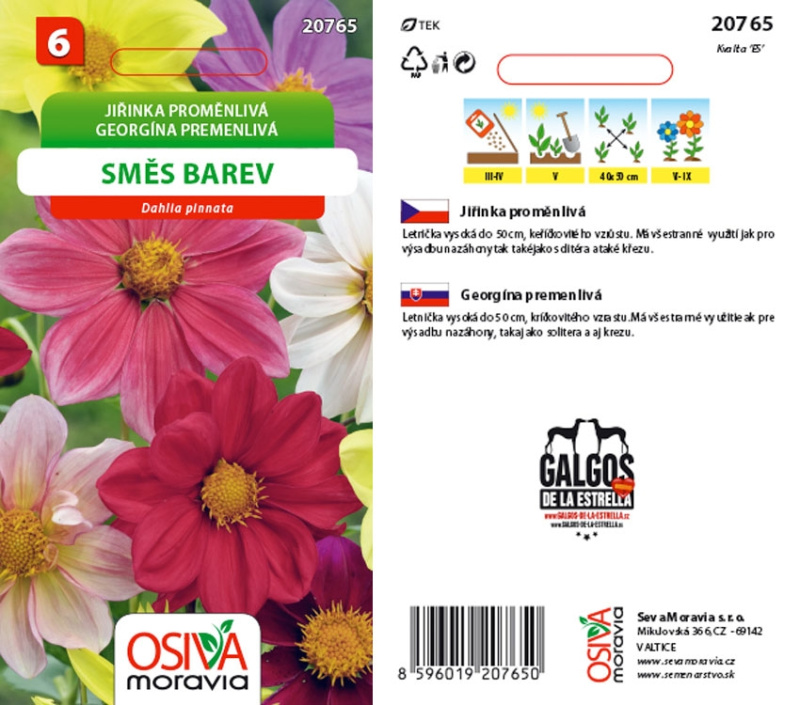 Semínka Jiřinka proměnlivá (Dahlia pinnata)