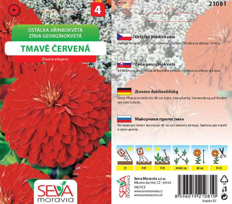 Semínka Ostálka jiřinkokvětá tmavě červená (Zinnia elegans)