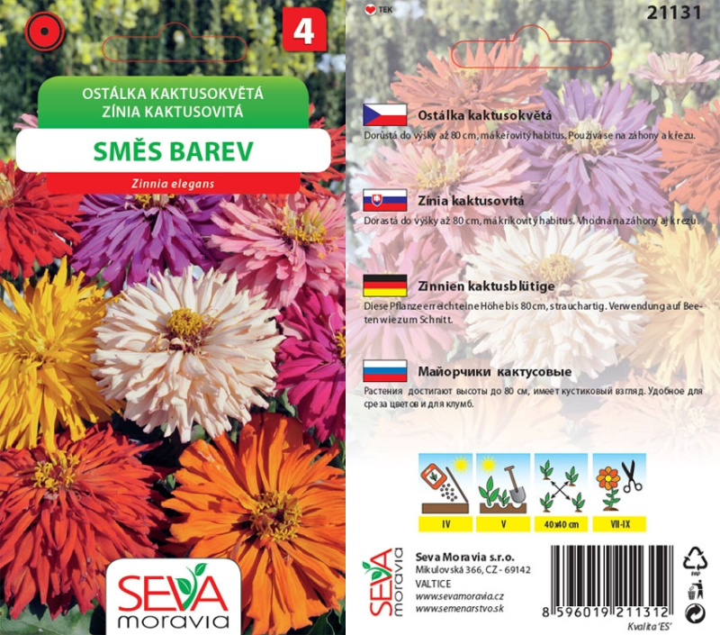 Semínka Ostálka kaktusokvětá směs barev (Zinnia elegans)