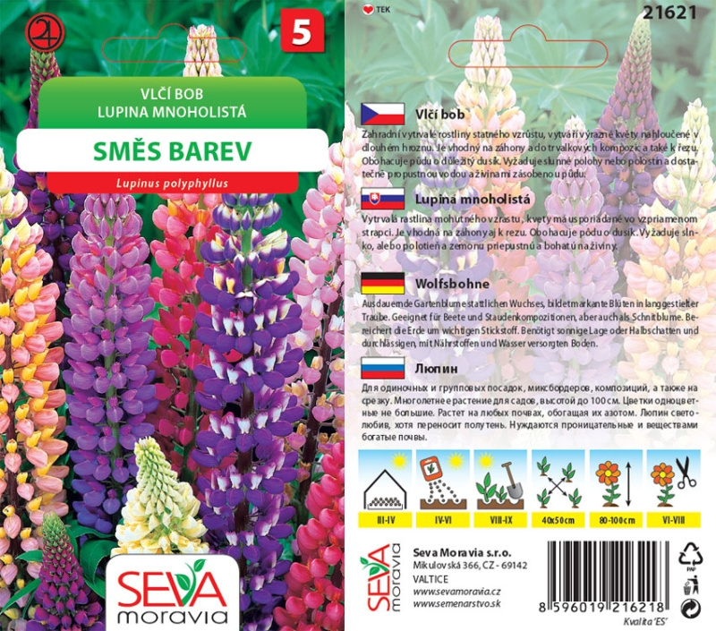 Semínka Vlčí bob směs barev (Lupinus polyphyllus)