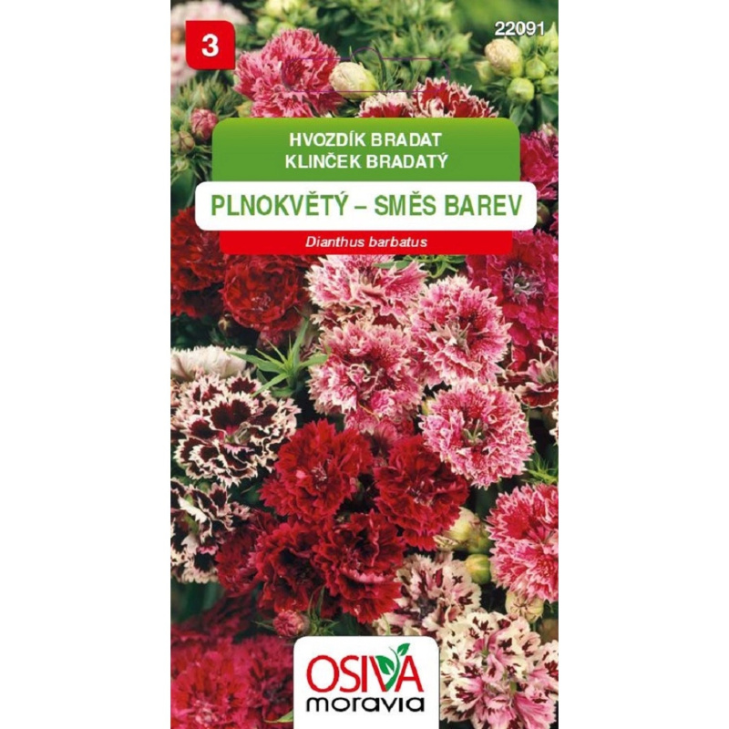 Semínka Hvozdík bradatý plnokvětý směs barev (Dianthus barbatus)