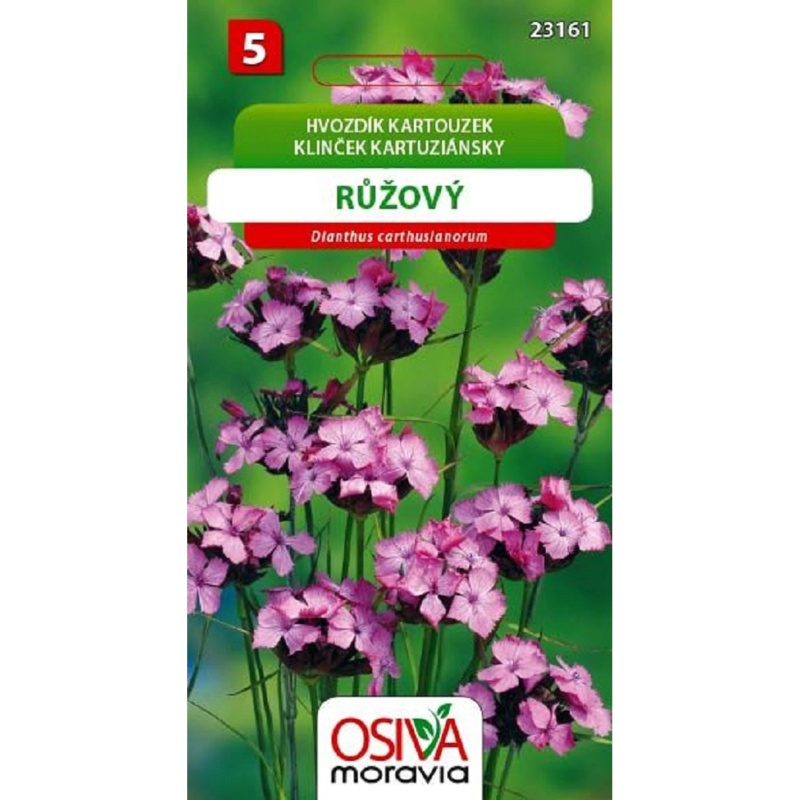 Semínka Hvozdík kartouzek růžový (Dianthus carthuslanorum)
