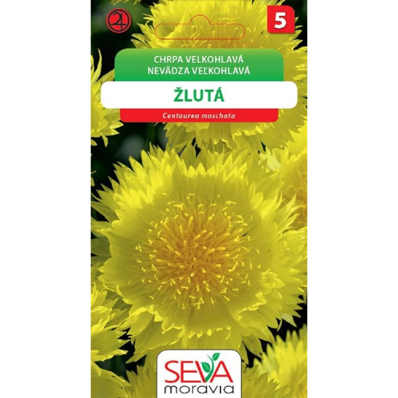Semínka Chrpa velkohlavá žlutá (Centaurea moschata)