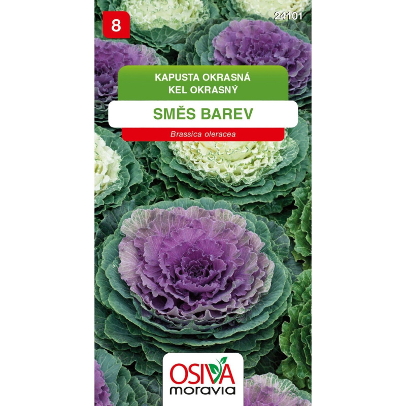 Semínka Kapusta okrasná směs barev (Brassica oleracea)