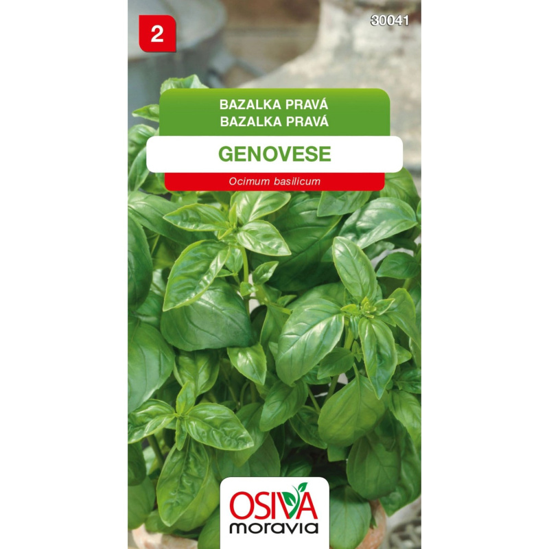 Semínka Bazalka pravá Genovese (Ocimum basilicum)