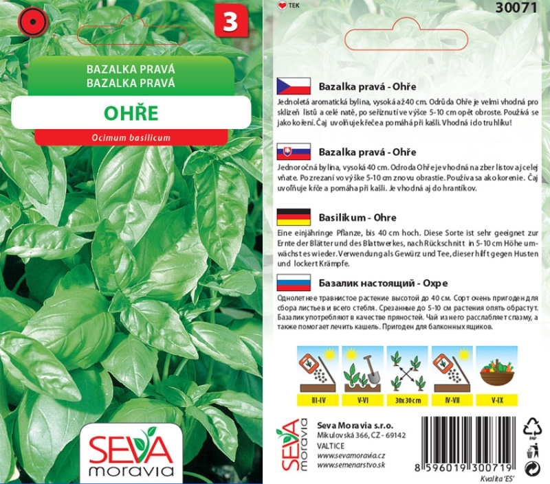 Semínka Bazalka pravá Ohře (Ocimum basilicum)
