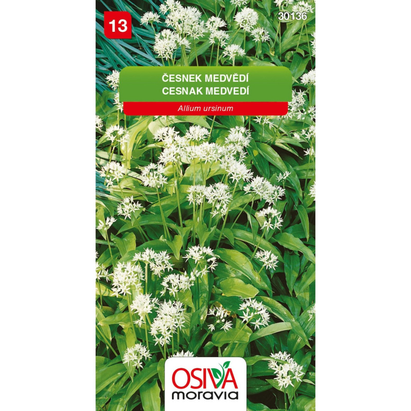 Semienka Česnek medvědí