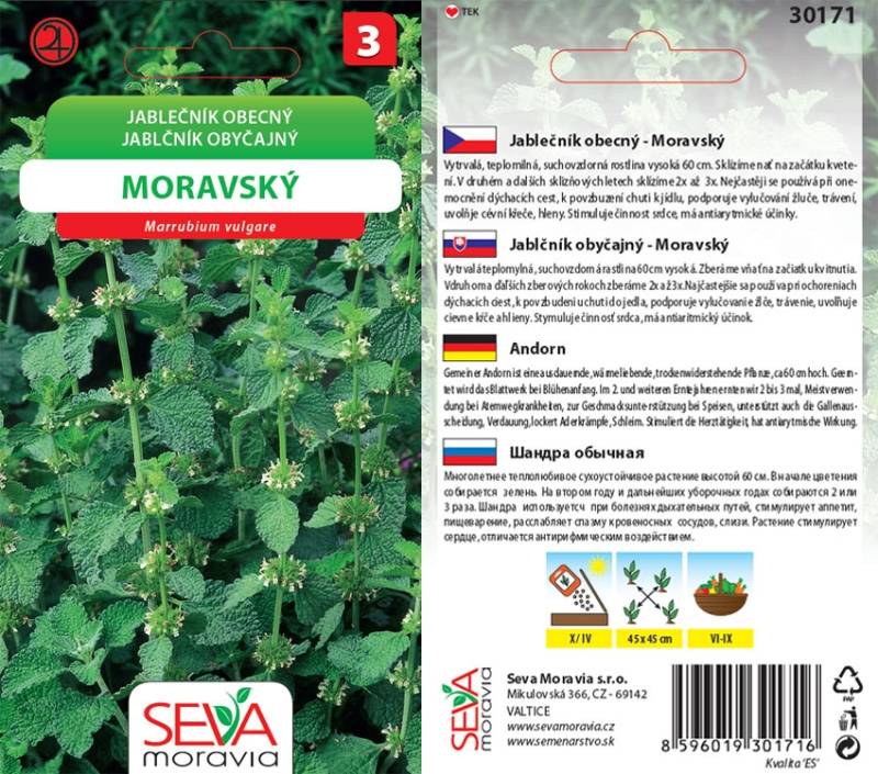 Jablečník Obecný (Marrubium vulgare)