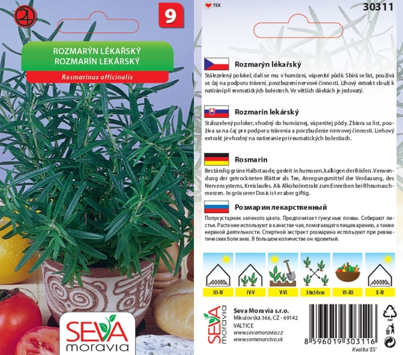 Rozmarýn lékařský (Rosmarinus officinalis)