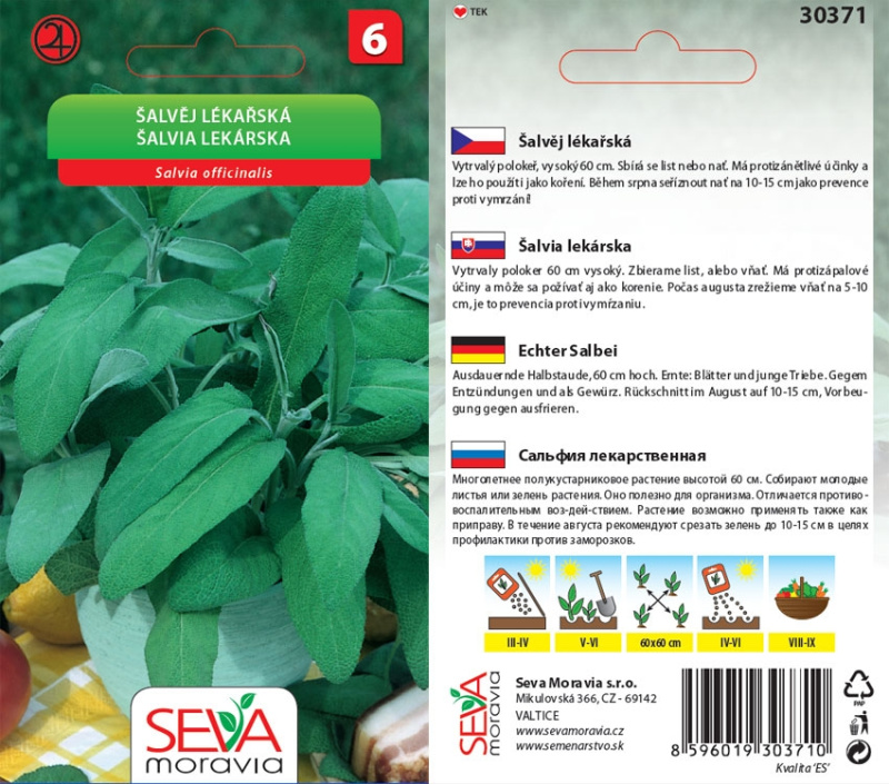 Semínka Šalvěj lékařská (Salvia officinalis)