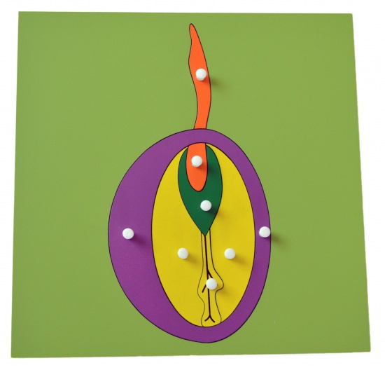 Puzzle - Semeno Montessori