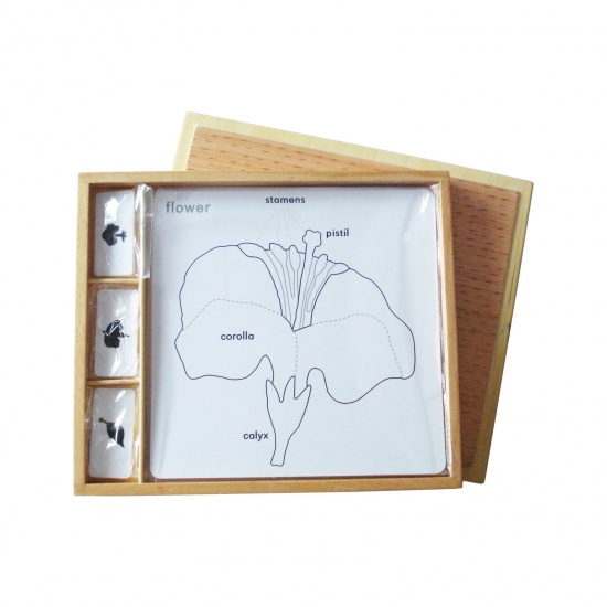 Sada aktivit k botanickým puzzle (popisky v ANJ) Montessori