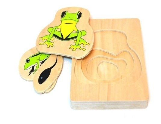 Životní cyklus žáby Montessori