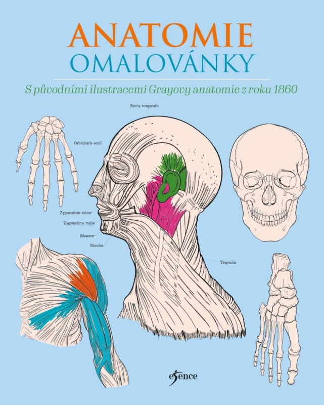 Anatomie omalovánky Euromedia Group, a.s.