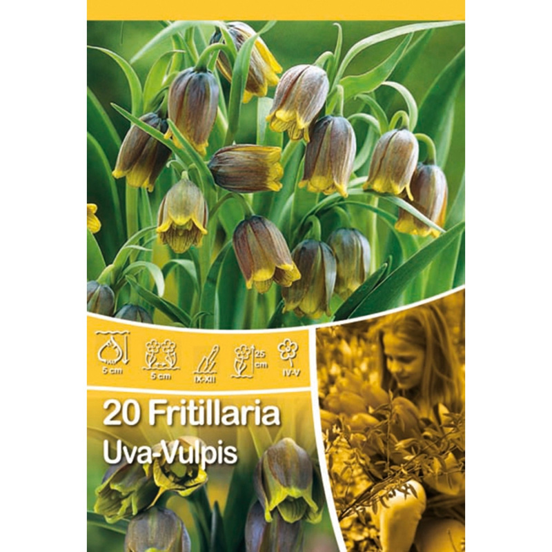 Řebčík uva-vulpis - Fritillaria uva-vulpis