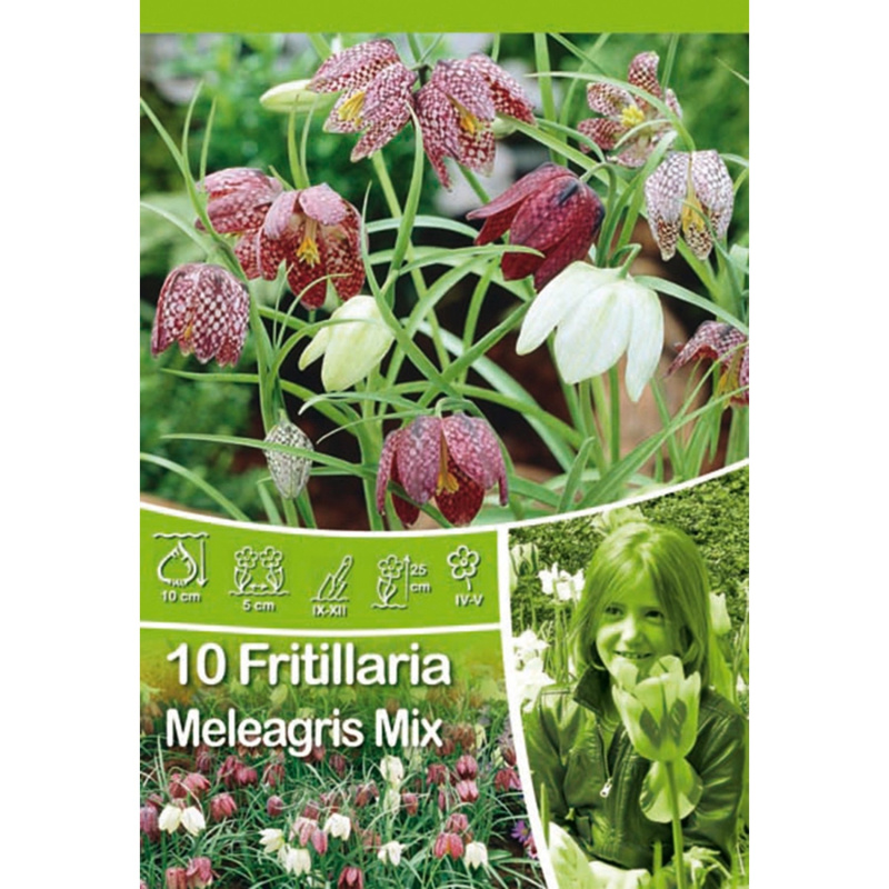 Řebčík Fritillaria Meleagris