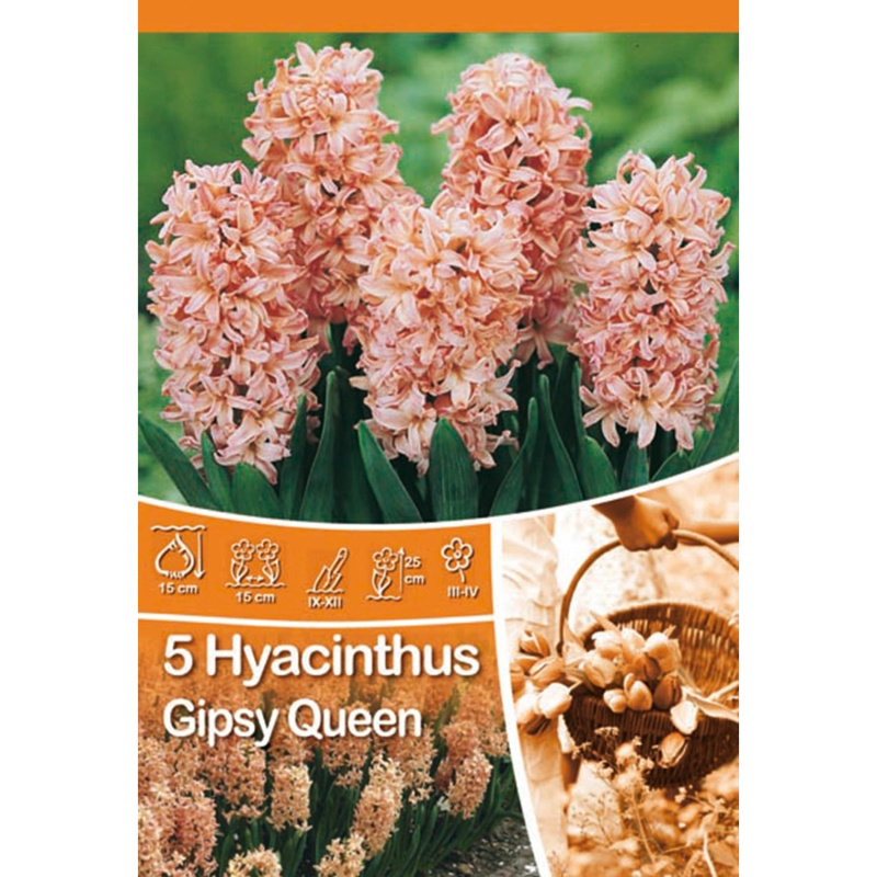 Hyacinty Gipsy Queen