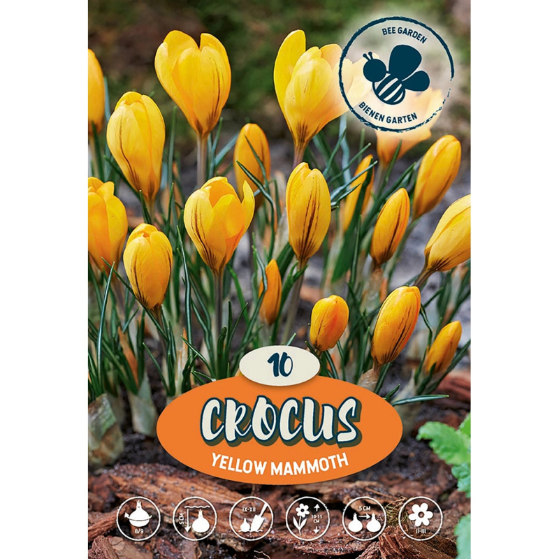 Zahradní krokus Yellow Mammoth