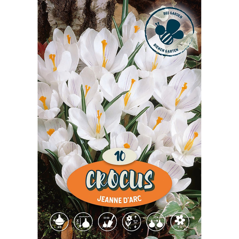 Zahradní krokus Jeanne d`Arc