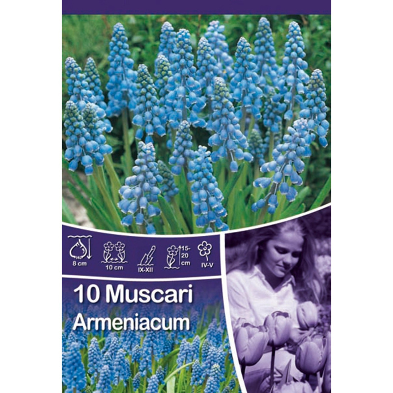 Modřenec - Muscari Armeniacum