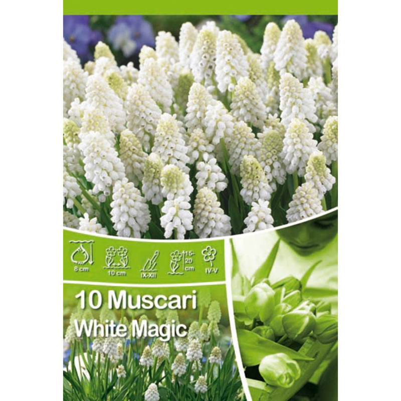 Modřenec - Muscari White Magic