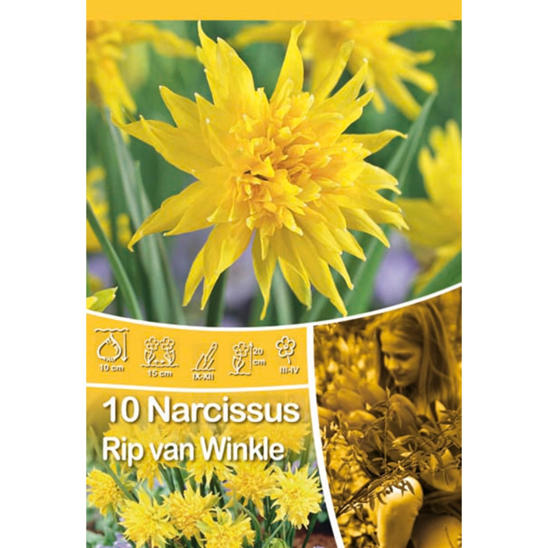 Narcisy Rip van Winkle
