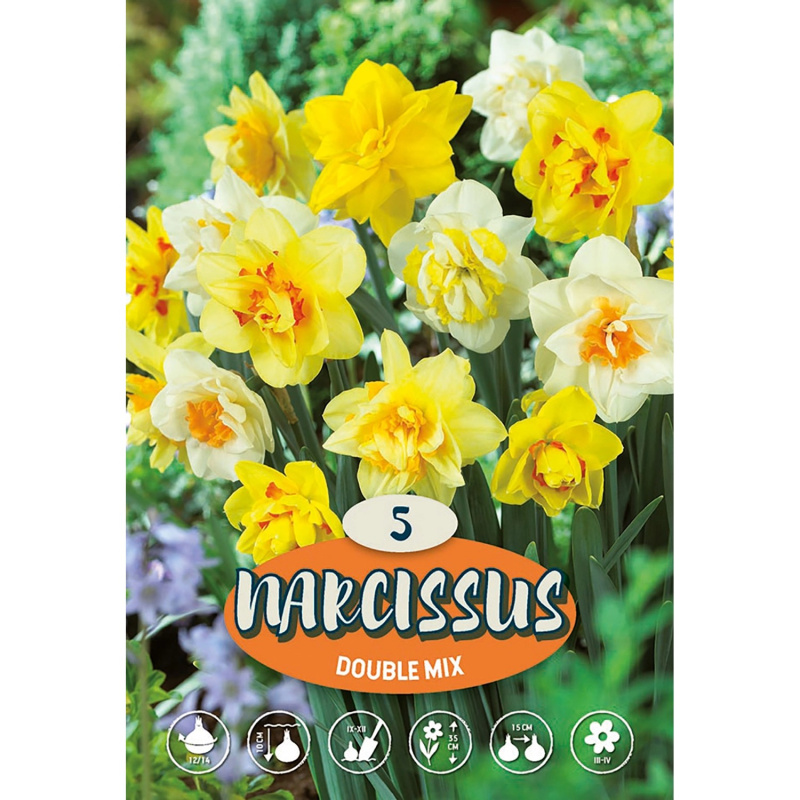 Plnokvětý narcis "Mix"