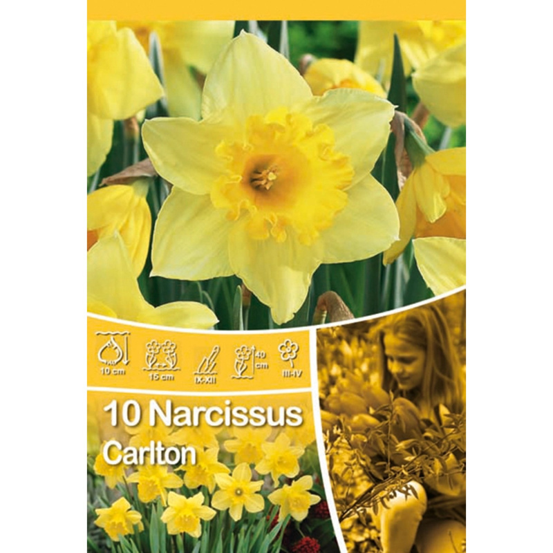 Velkokvětý narcis "Carlton"