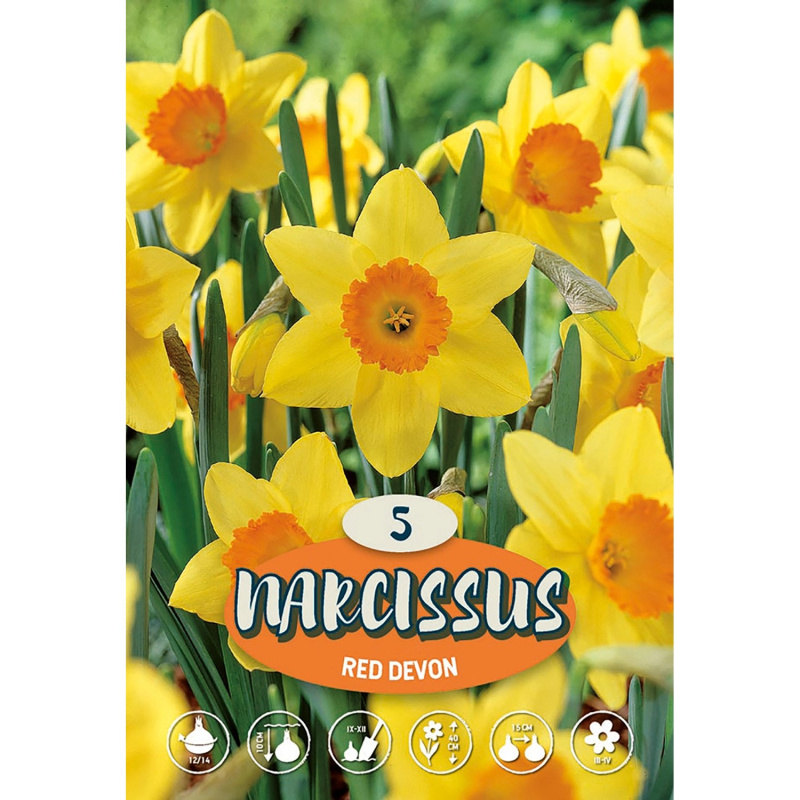 Velkokvětý narcis "Red Devon"
