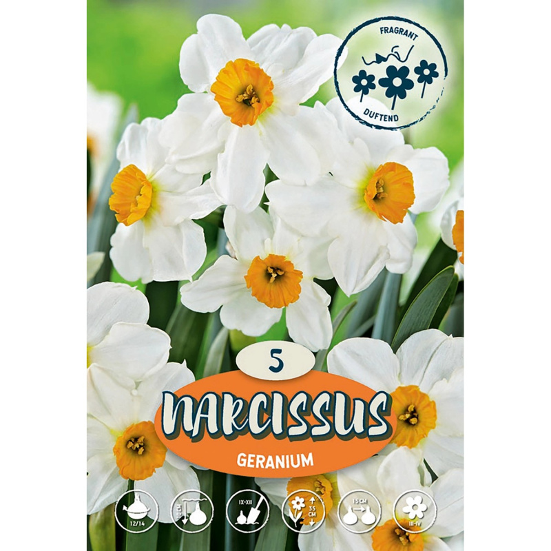 Vícekvětý narcis "Geranium"