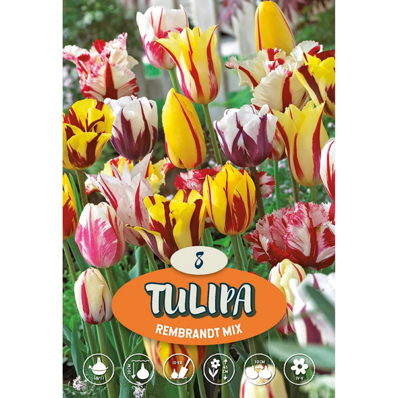 Jednoduchý pozdní tulipán "Rembrandt Mix"