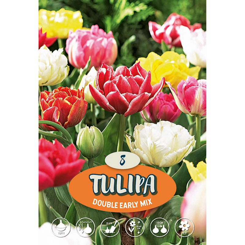 Plný raný tulipán "Mix"