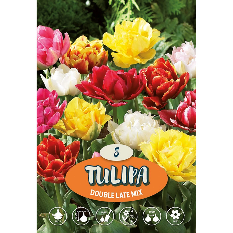 Plný pozdní tulipán "Mix"