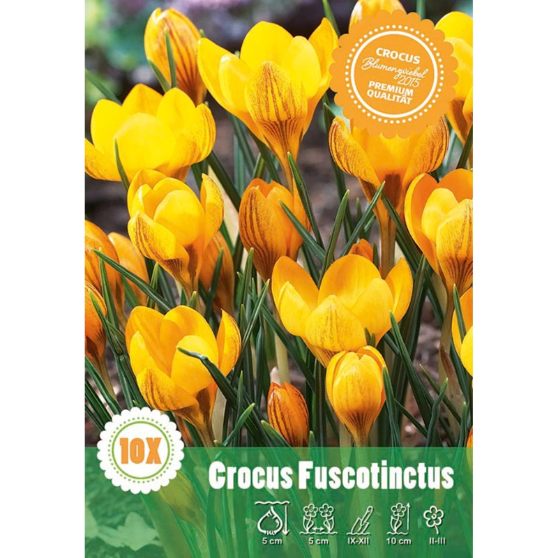 Krokus botanický Fuscotinctus