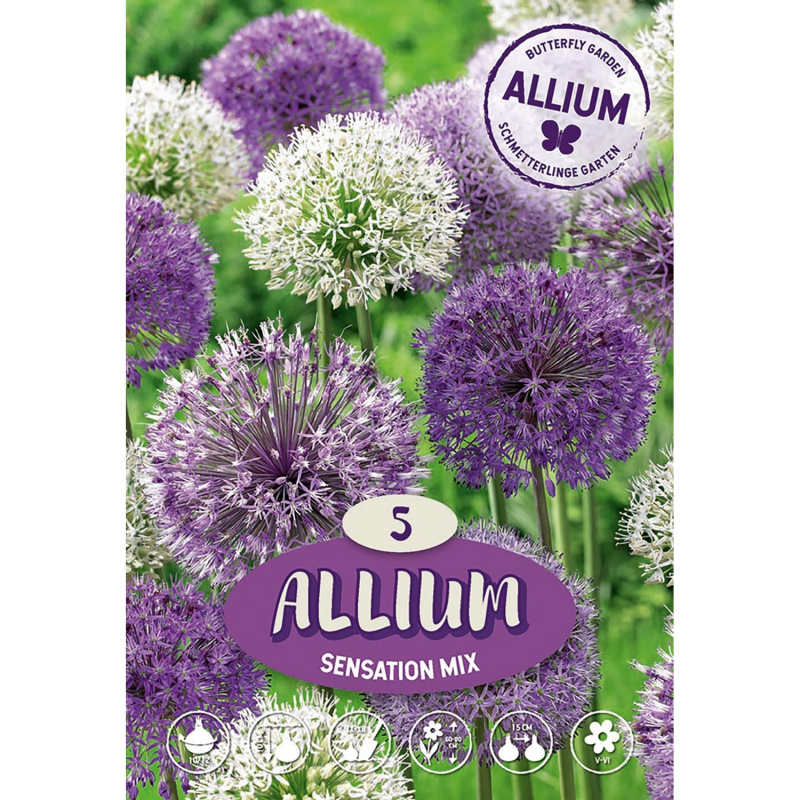 Royal De Ree Holland Květinové cibulky česnek (Allium) "Sensation mix" 5 ks