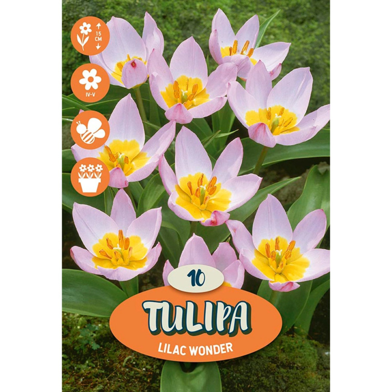 Tulipán "Lilac Wonder", růžový, 12 ks