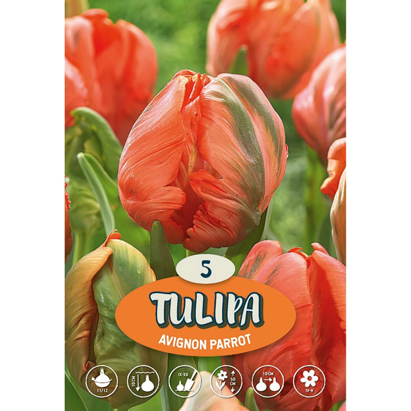 Tulipány "Avignon Parrot" oranžové