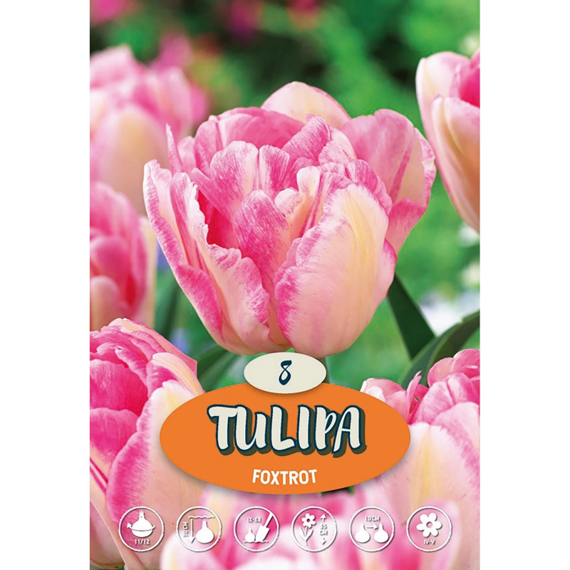 Tulipány "Foxtrot" růžové