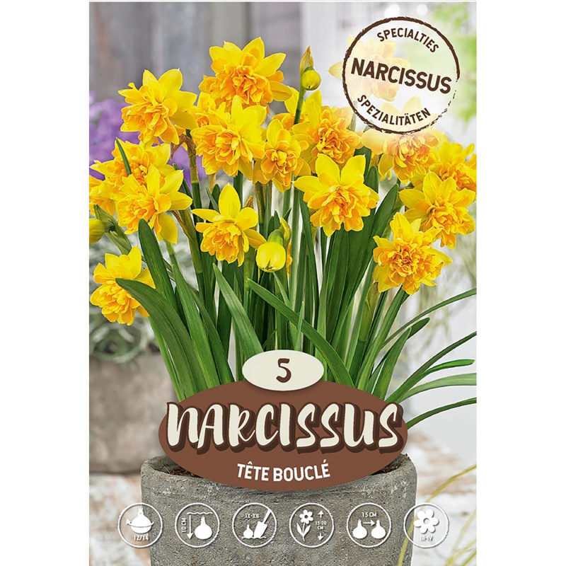 Narcisy "Spring Lady" bílo-růžové