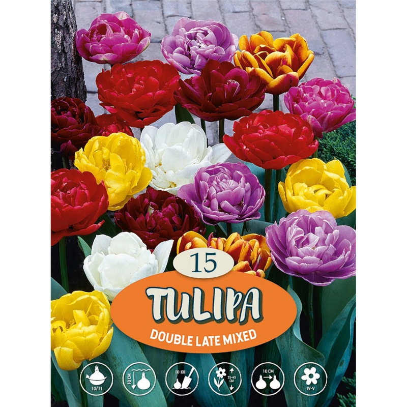 Tulipány "Mix plnokvětých tulipánů" vícebarevné