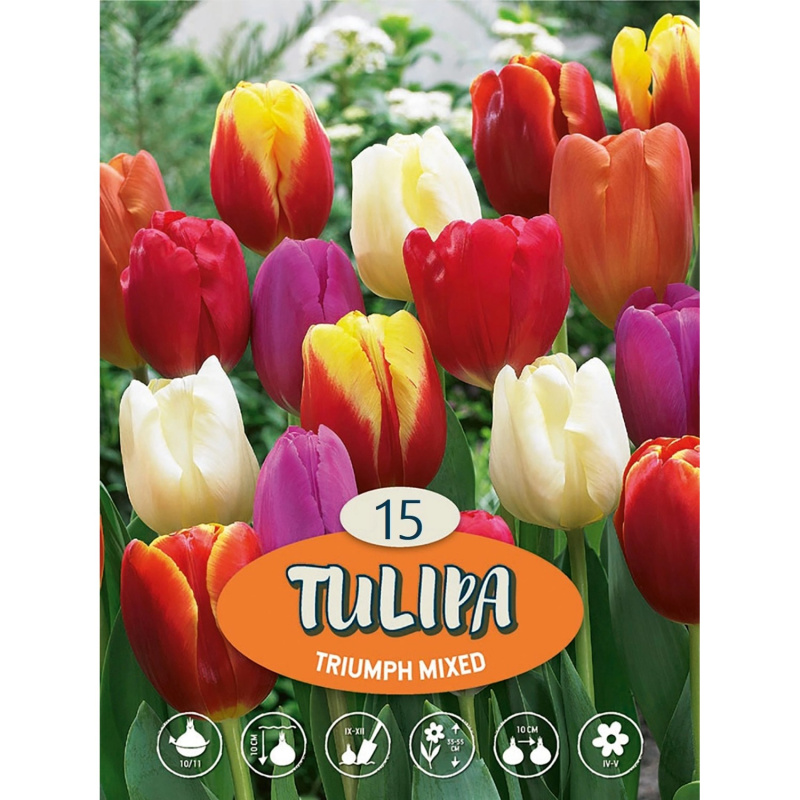 Tulipány "Triumph mix" vícebarevné