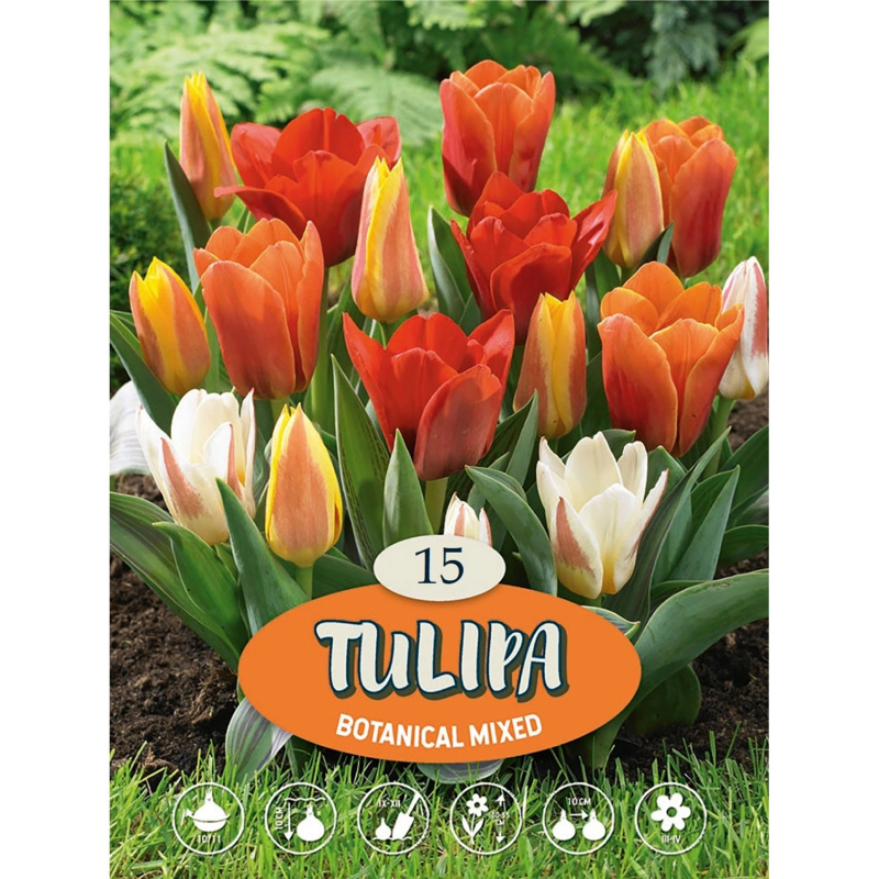 Tulipány "Mix botanických tulipánů" vícebarevné