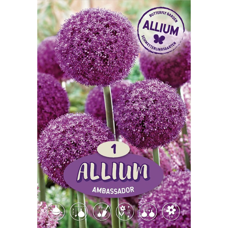 Okrasný česnek (Allium cristophii) Ambassador