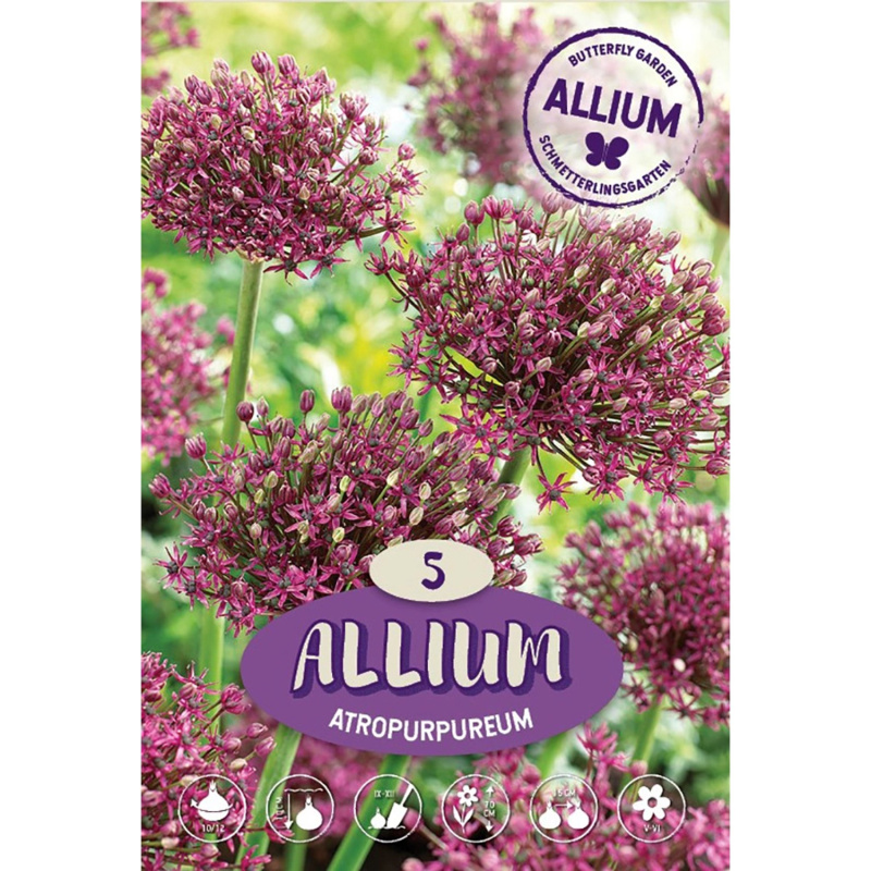 Royal De Ree Holland Květinové cibulky česnek (Allium) "Atropurpureum" 5 ks