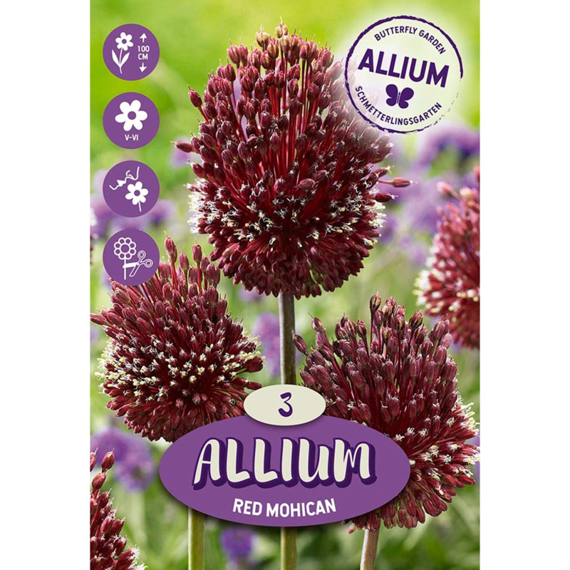 Květinová cibulka Allium ''Red Mohican'', červená, 3 ks