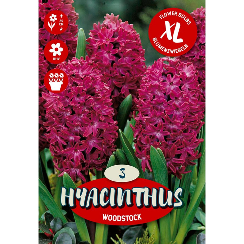 Květinová cibulka hyacintu (Hyacinthus Orientalis Woodstock)