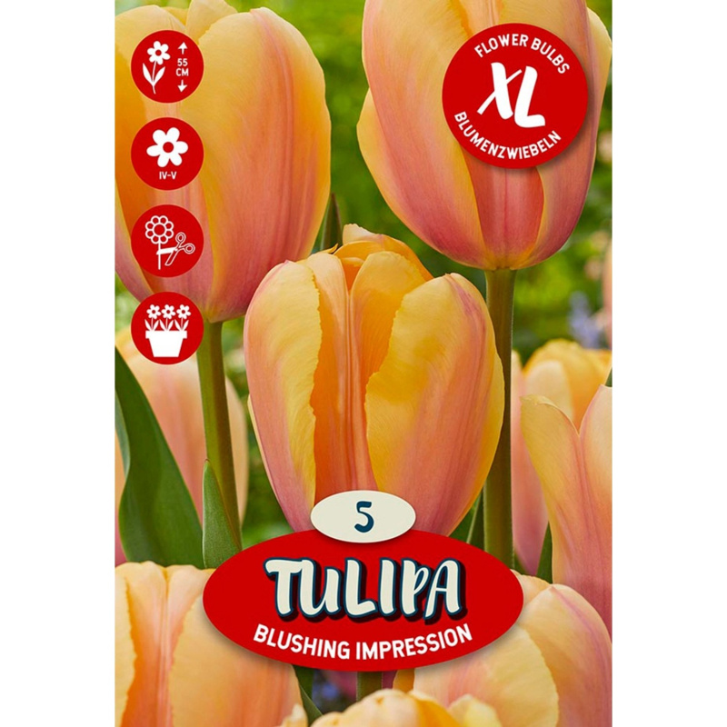Květinová cibulka tulipánu (Tulipa Darwin Blushing Impression)