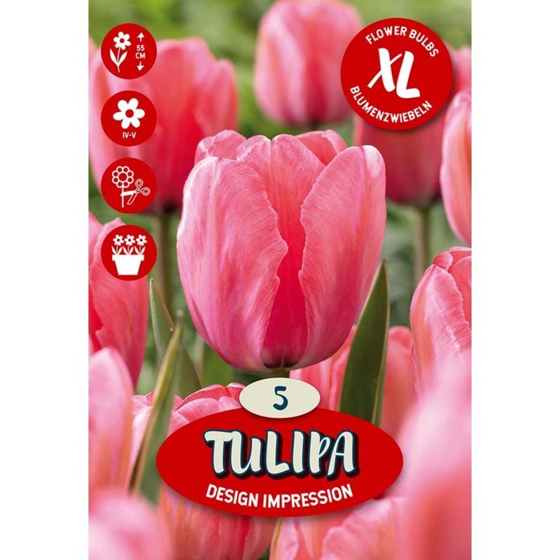 Květinová cibulka tulipánu (Tulipa Darwin Design Impression)