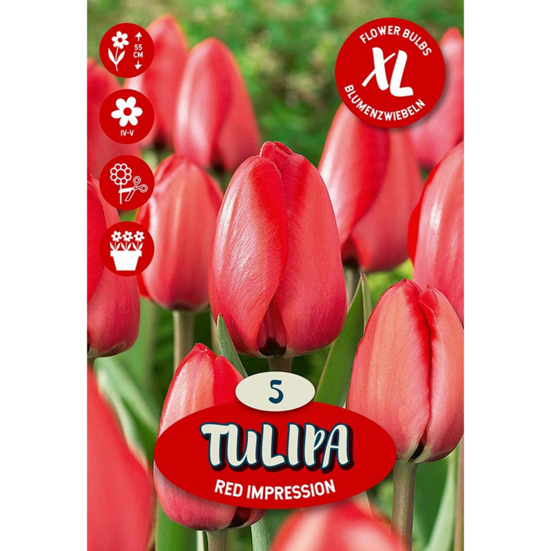 Květinová cibulka tulipánu (Tulipa Darwin Red Impression)